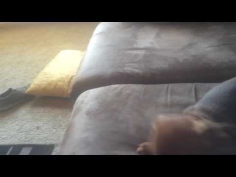 Charles the Mini-Doxie. Died of Parvo. :(