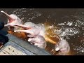 Boto-cor-de-rosa - Amazónia * Pink River Dolphin - Amazon 🐬🎥