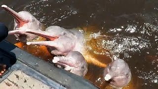 Boto-cor-de-rosa - Amazónia * Pink River Dolphin - Amazon