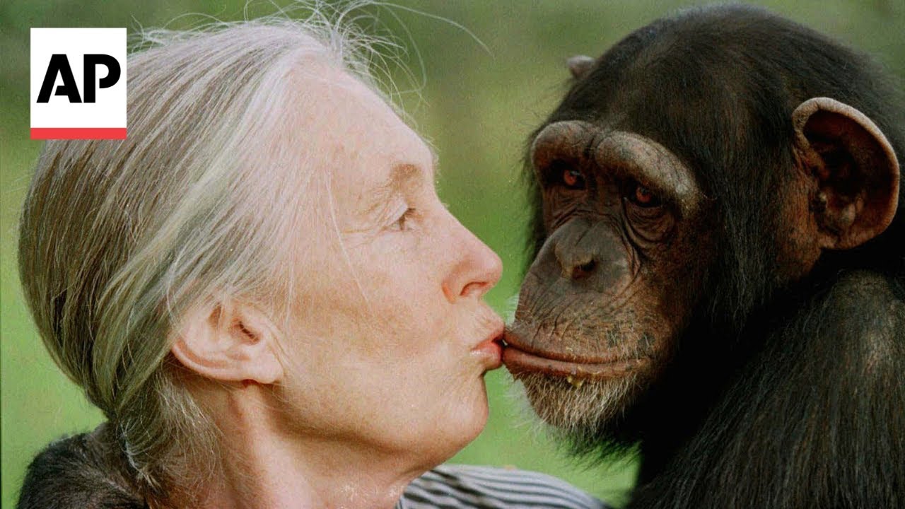 Jane Goodall, conservationist renowned for chimpanzee research, dies at 91
