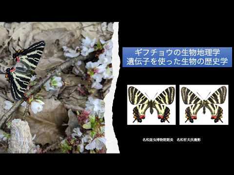 ギフチョウの生物地理学　遺伝子を使った生物の歴史学