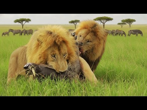 Wild Africa | The Fierce Battle for Survival on the Savanna | WILDLIFE DOCUMENTARY