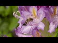 Margazhi Poove Video Song I மார்கழி பூவே I May Madham Movie I A R Rahman Song