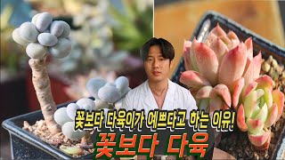 꽃을자르면 무슨 매력으로 다육이를 키워야할까? - 꽃보다 다육이라 하는 이유!