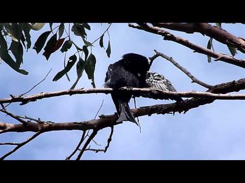 Spangled Drongo 2011-05-08