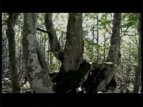 Interventi di Ivo Pecile e Giulio Tam  - SentieriNatura 2012 - 10