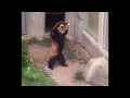 Red Panda Encounters Stone Remix [Short Version]