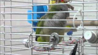 Quaker Parrot Singing to True Colours (Kalan Porter and Theresa Sokyrka)