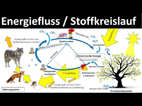Energiefluss / Stoffkreislauf im Ökosystem [Biologie, Ökologie, Oberstufe]