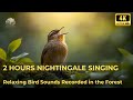 2 Hours of Nightingale Singing   Relaxing Bird Sounds for Sleep & Relaxation