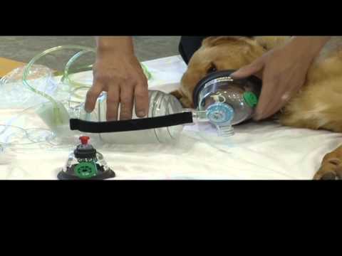 Dog Oxygen Therapy