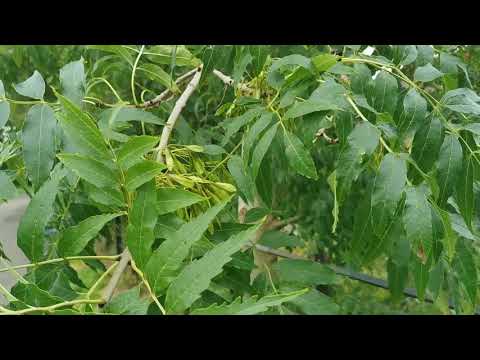 Owoce jesionu jako produkt kulinarny