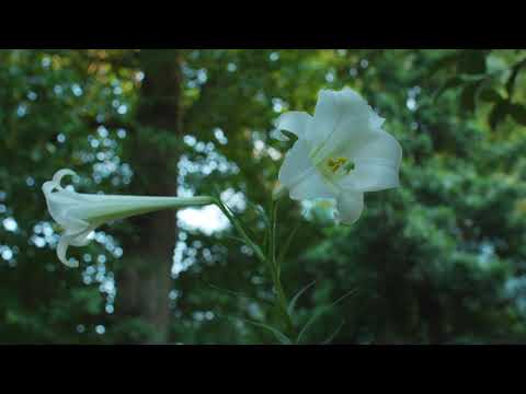 人文社会学科 【不在の時間#29】野百合と蜘蛛 愛知大学 豊橋キャンパスの様子