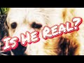 The Man In A Bearsuit #shorts #memes #bears