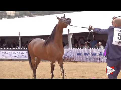 N.51 SULTANA AM - Menton 2016 - Fillies 3 years old (Class 3)