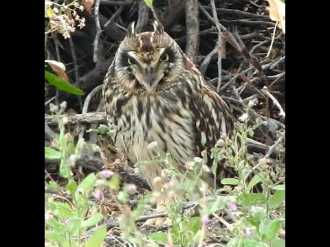 Lovely Camouflaged Short-eared Owl - 1