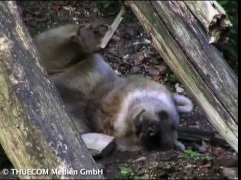 Bärenpark Worbis gibt Bären und Wölfen aller Art ein zu Hause.