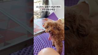 마지막여름을 느낄수 있는 주말인것같아 꼬니와 나왔어요! 댓글이벤트입니다.영상에 나온 위치를 댓글로 맞춘분들 추첨해서 한분께 꼬니고급수건을 보내드릴게요^^ 댓글 많이 남겨주세요^^