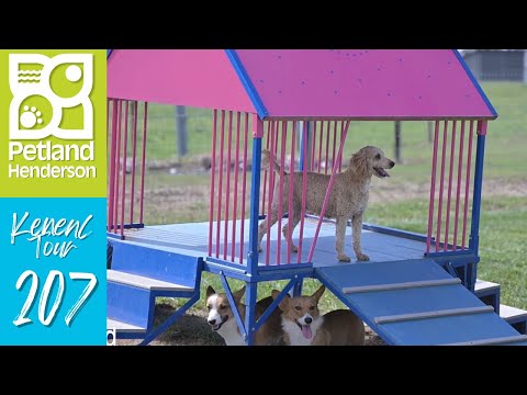 Petland Henderson Kennel Tour 207