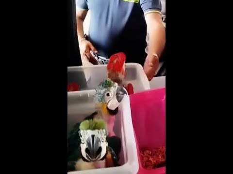 Dozens of protected parrots seized at Italian port