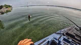 Shallow + Clear water = BIG Bass