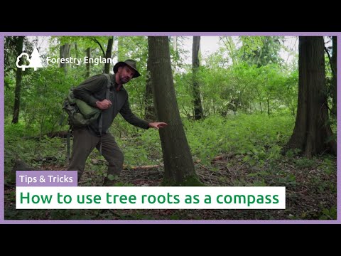How to use tree roots as a compass | Navigate using nature