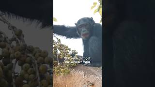 What else do you know about chimps?🤔