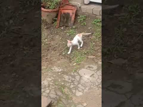 hallo cats July 18, 2021