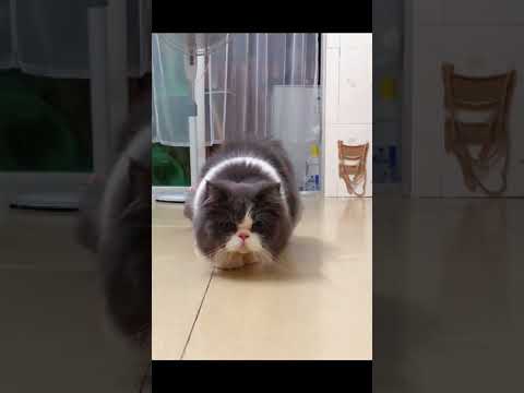 Have you ever seen a cat walking with its head down?