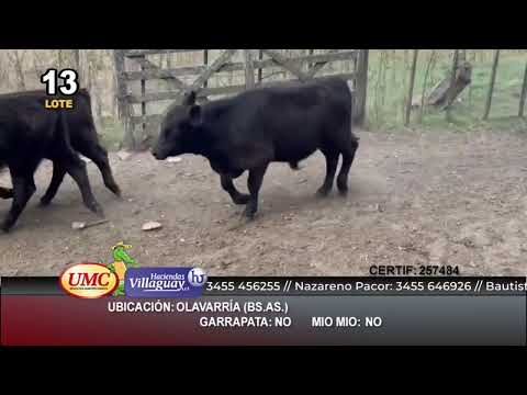 Lote 65 Terneros en Olavarría, Buenos Aires