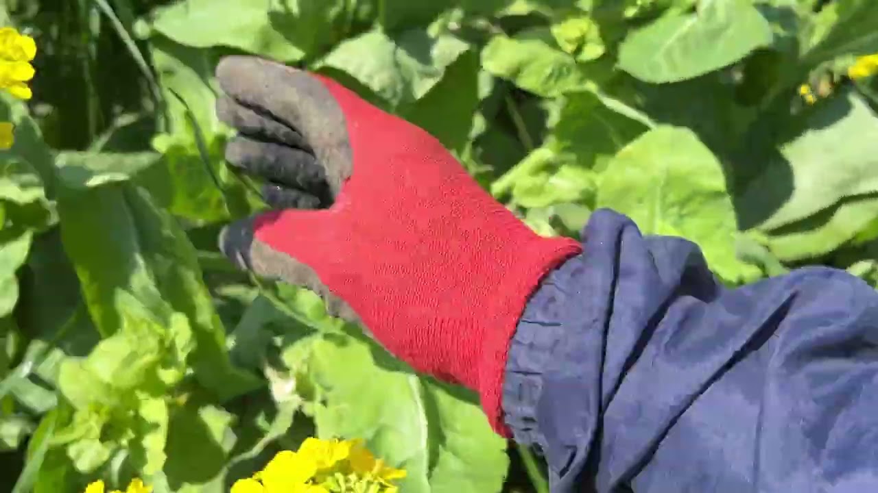 春のとう立ち菜といえばこれ白菜です×辛酸を舐めてきましたそしてまだ舐めつくしております260403