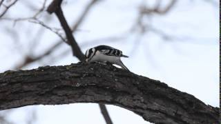Downy Woodpecker