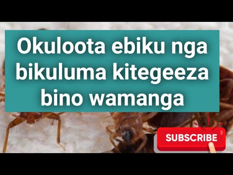 Okuloota nga ebiku bikuluma kitegeeza bino wamanga