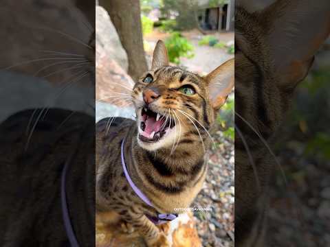 Why Do Cats Ekekek? #cat