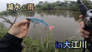 【雨の大江川】シャローエリアにヨコヨコしたら・・・