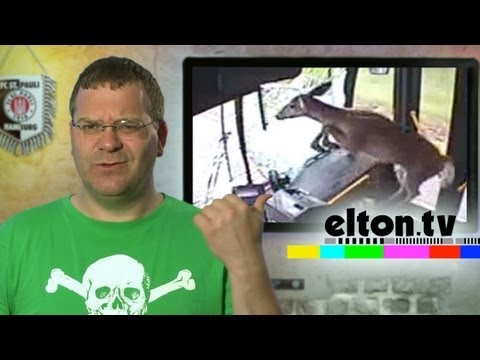 KRASS! Reh kracht durch Scheibe - elton.tv