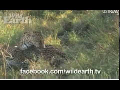 2011 07-31 Wildearth.tv Sunset Safari with Marc and Tara