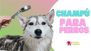 SHAMPOO para PERROS 🐶 🚿 Cuál usar para BAÑAR a mi perro