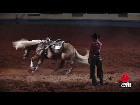 Reining Horse Spin without rider