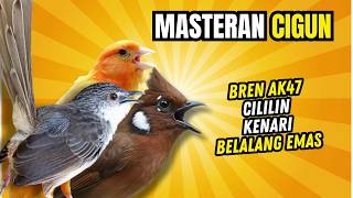 Download lagu Masteran Ciblek Gunung Isian Bren Ak 47, Ciliin, Kenari, Belalang Emas | Masteran Cigun mp3