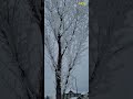 White Tree Canada Beautiful Winter In Canada Shorts