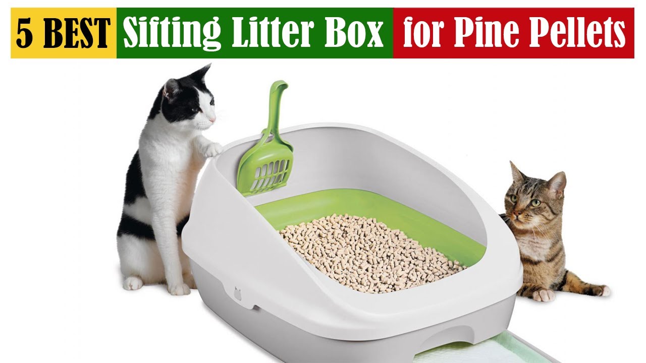 Best Sifting Litter Box for Pine Pellets of 2023 [Updated]