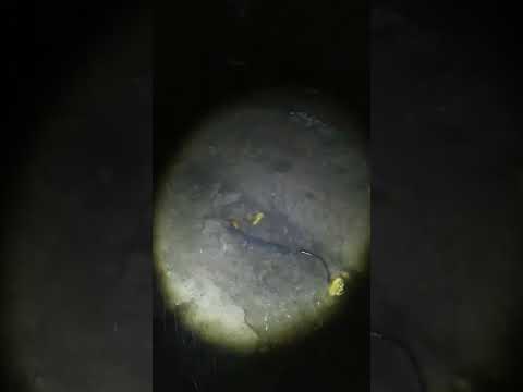 Temporal de lluvia y viento en santa Lucia prcia de corrientes 23/3/26 #lluviasfuertes #lluvia