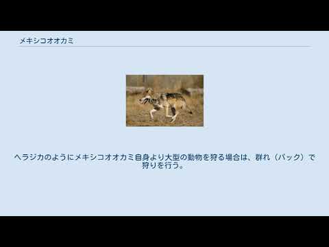 メキシコオオカミ