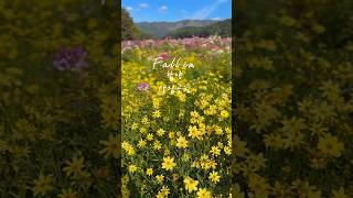 가을이 가득한 함양상림공원 짧은 가을 가을꽃으로 향기롭게 보내자구요💛💙 #국내여행지 #가을여행지 #함양여행 #함양상림공원