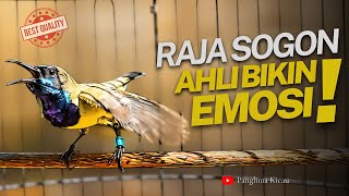 Download lagu Raja Pancing Sogon Ahli Bikin Sogon Lain Emosi #pancingansogon #sogongacordor #sogon  mp3
