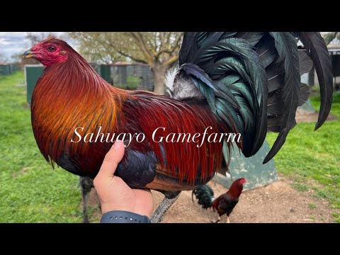 Jap Leiper Hatch Grey Sweater SAHUAYO FARM Beautiful Birds