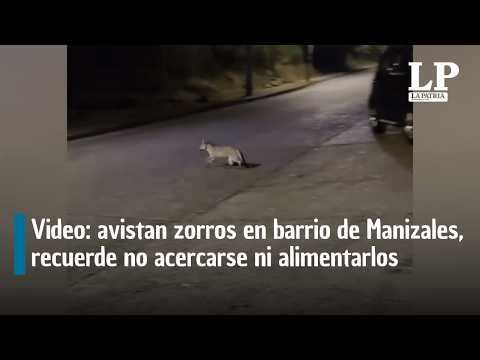 Video: avistan zorros en barrio de Manizales, recuerde no acercarse ni alimentarlos