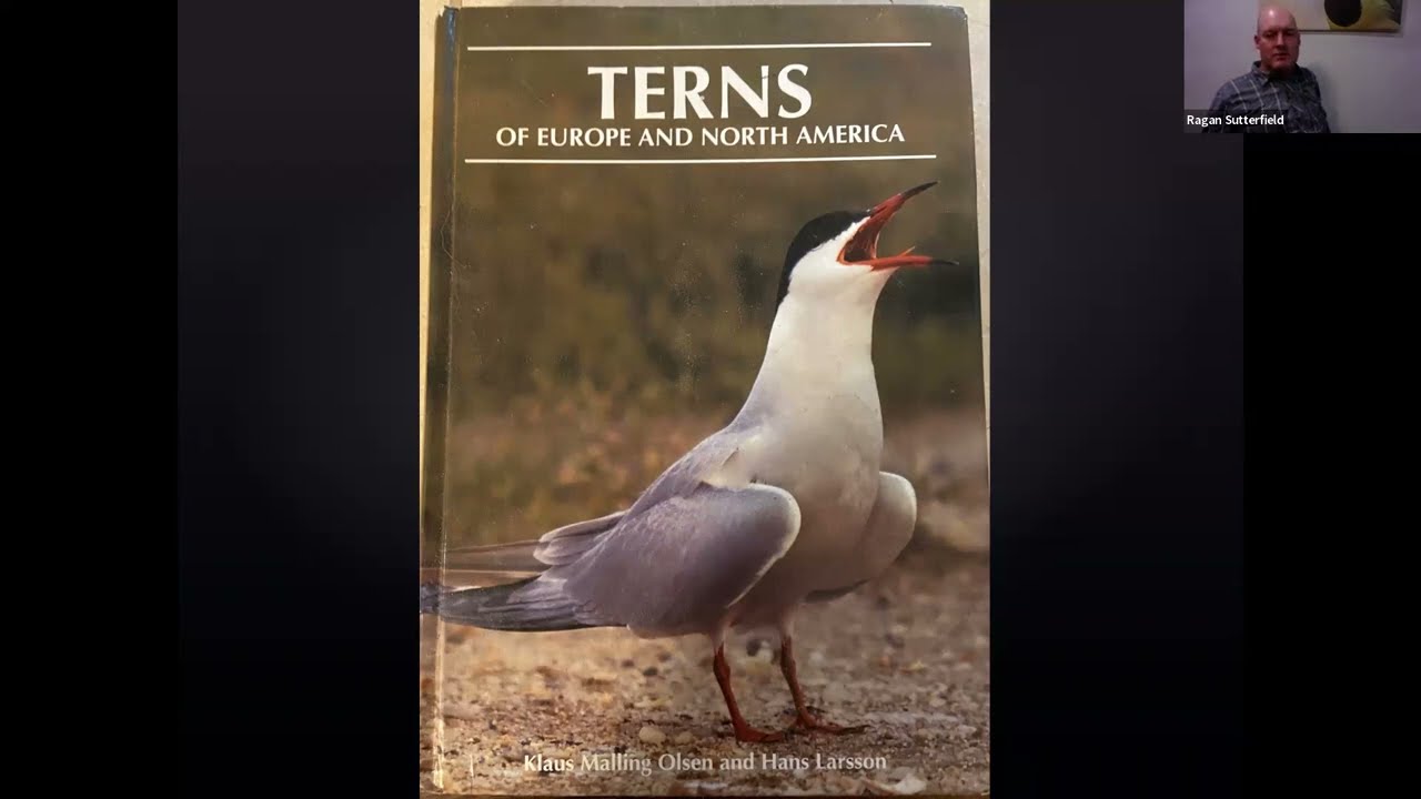 Understanding and Identifying Terns, Noddies, and Skimmers (Cameron Cox, Terns of North America)