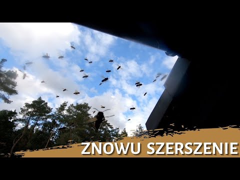 Hornets again - hornet nest removal - hornets nest - hornet